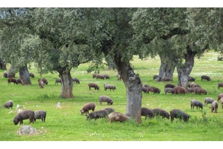 Las Dehesas: el lugar idóneo para la cría del cerdo Ibérico